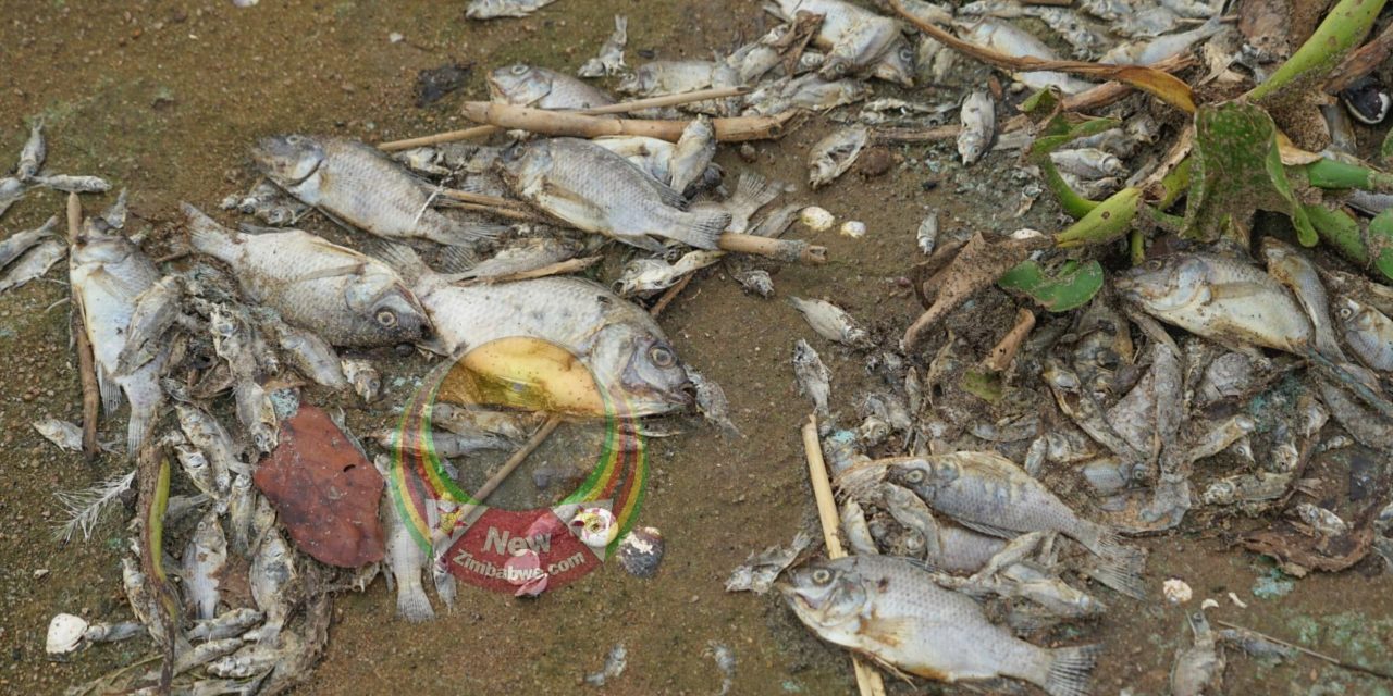 Lake Chivero: A “Drink of Death” Under President Ruka Chivende